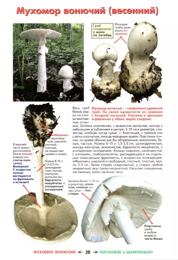 Михаил Вишневский - Съедобные грибы и их несъедобные и ядовитые двойники: сравнительные таблицы. Расширенное издание - Страница № 21