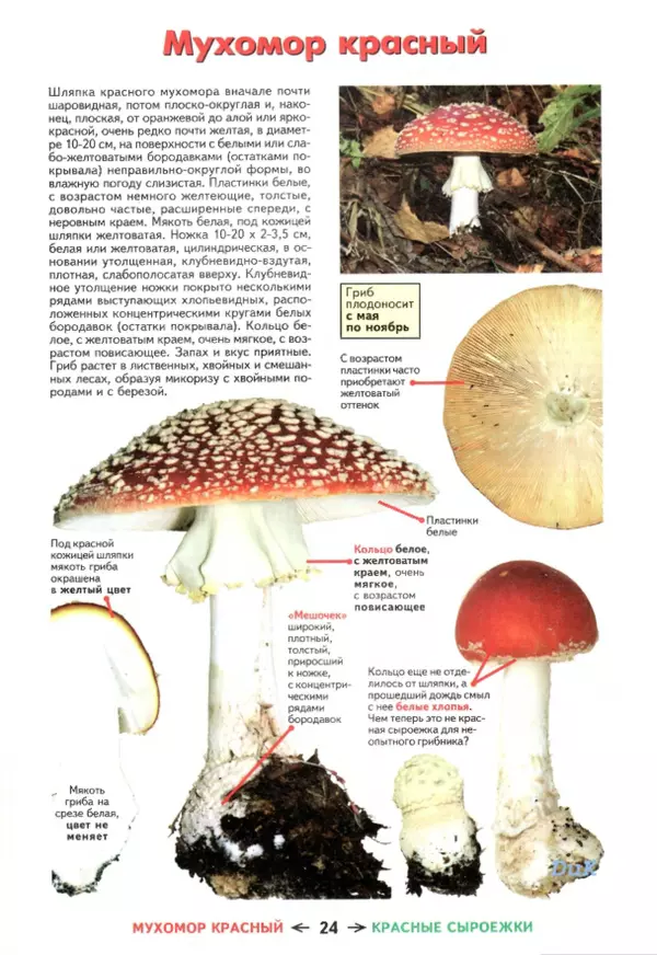 Михаил Вишневский - Съедобные грибы и их несъедобные и ядовитые двойники: сравнительные таблицы. Расширенное издание - Страница № 25