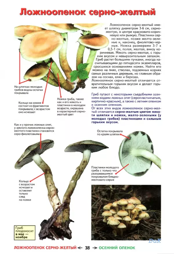 Михаил Вишневский - Съедобные грибы и их несъедобные и ядовитые двойники: сравнительные таблицы. Расширенное издание - Страница № 39