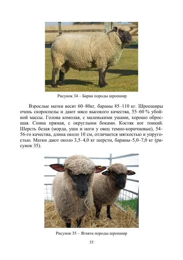 Надежда Куликова - Овцеводство и козоводство. Учебно-методическое пособие - Страница № 53