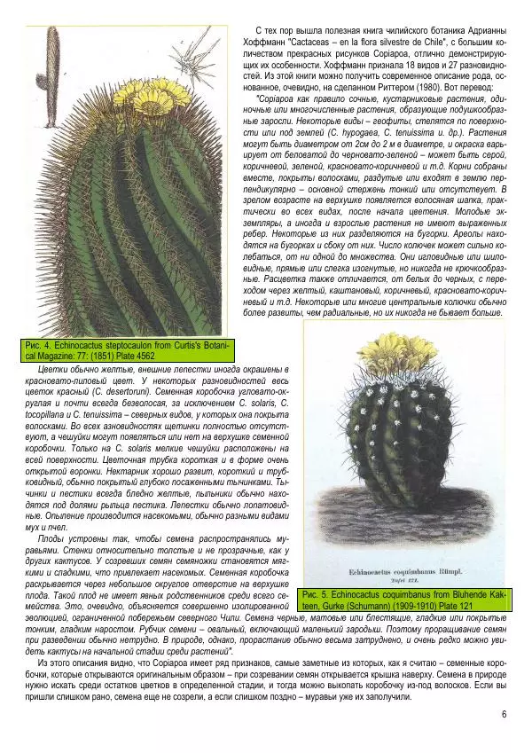 Грэм Чарльз - Копьяпоа — Copiapoa - Страница № 6 Грэм Чарльз - Копьяпоа — Copiapoa - Страница № 6