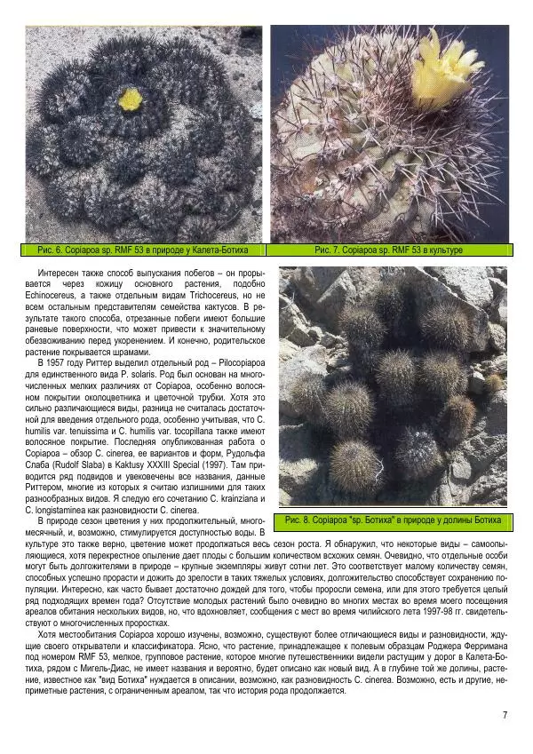 Грэм Чарльз - Копьяпоа — Copiapoa - Страница № 7 Грэм Чарльз - Копьяпоа — Copiapoa - Страница № 7