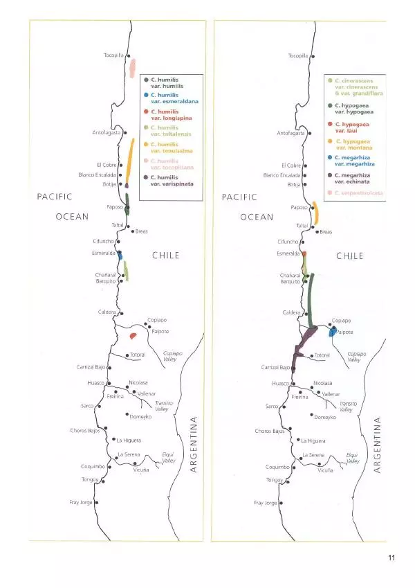 Грэм Чарльз - Копьяпоа — Copiapoa - Страница № 11 Грэм Чарльз - Копьяпоа — Copiapoa - Страница № 11