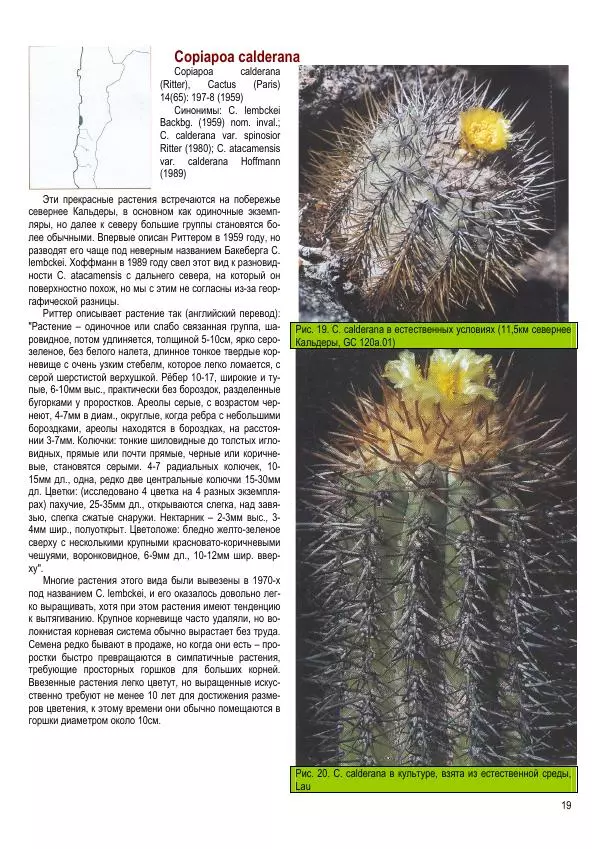 Грэм Чарльз - Копьяпоа — Copiapoa - Страница № 19 Грэм Чарльз - Копьяпоа — Copiapoa - Страница № 19