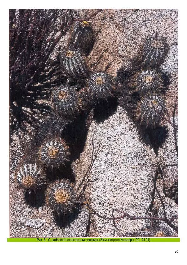 Грэм Чарльз - Копьяпоа — Copiapoa - Страница № 20 Грэм Чарльз - Копьяпоа — Copiapoa - Страница № 20