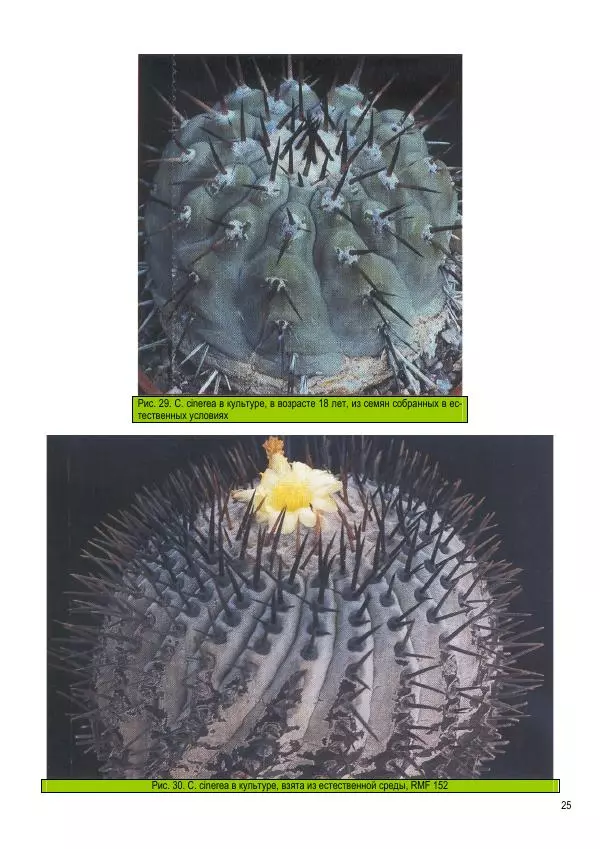 Грэм Чарльз - Копьяпоа — Copiapoa - Страница № 25 Грэм Чарльз - Копьяпоа — Copiapoa - Страница № 25