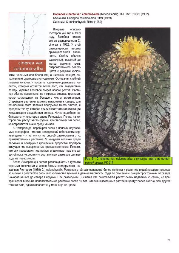 Грэм Чарльз - Копьяпоа — Copiapoa - Страница № 26 Грэм Чарльз - Копьяпоа — Copiapoa - Страница № 26