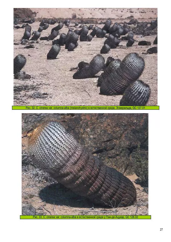 Грэм Чарльз - Копьяпоа — Copiapoa - Страница № 27 Грэм Чарльз - Копьяпоа — Copiapoa - Страница № 27