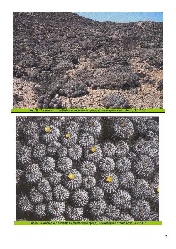 Грэм Чарльз - Копьяпоа — Copiapoa - Страница № 29 Грэм Чарльз - Копьяпоа — Copiapoa - Страница № 29