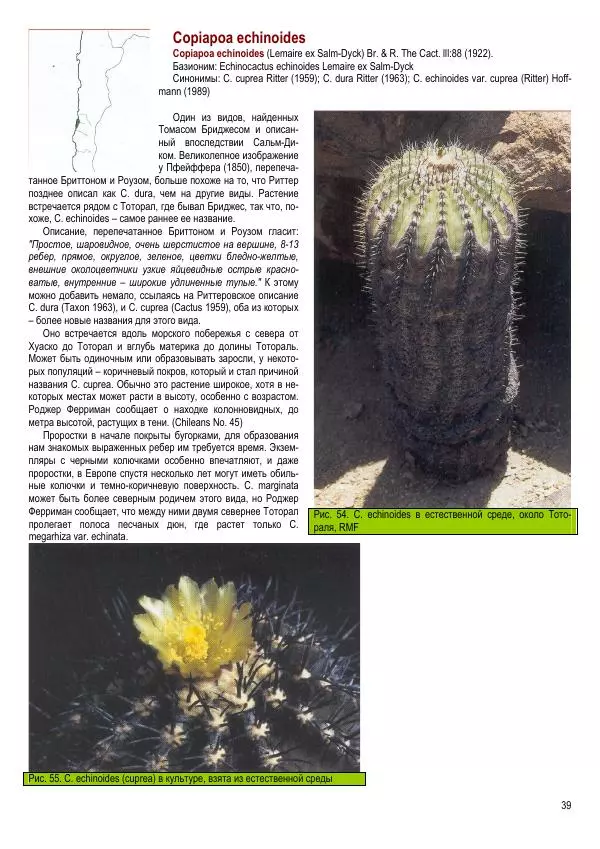 Грэм Чарльз - Копьяпоа — Copiapoa - Страница № 39 Грэм Чарльз - Копьяпоа — Copiapoa - Страница № 39