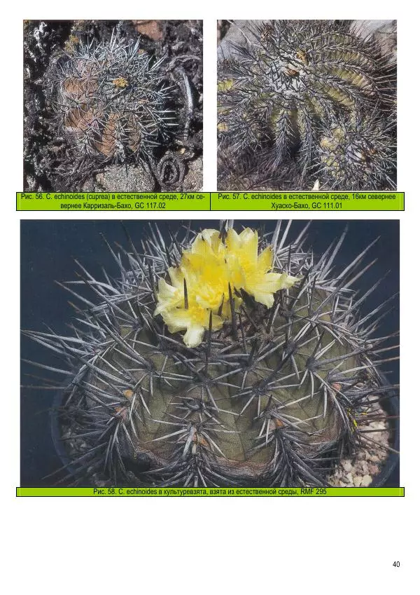 Грэм Чарльз - Копьяпоа — Copiapoa - Страница № 40 Грэм Чарльз - Копьяпоа — Copiapoa - Страница № 40