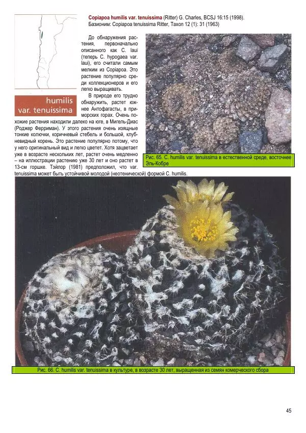 Грэм Чарльз - Копьяпоа — Copiapoa - Страница № 45 Грэм Чарльз - Копьяпоа — Copiapoa - Страница № 45