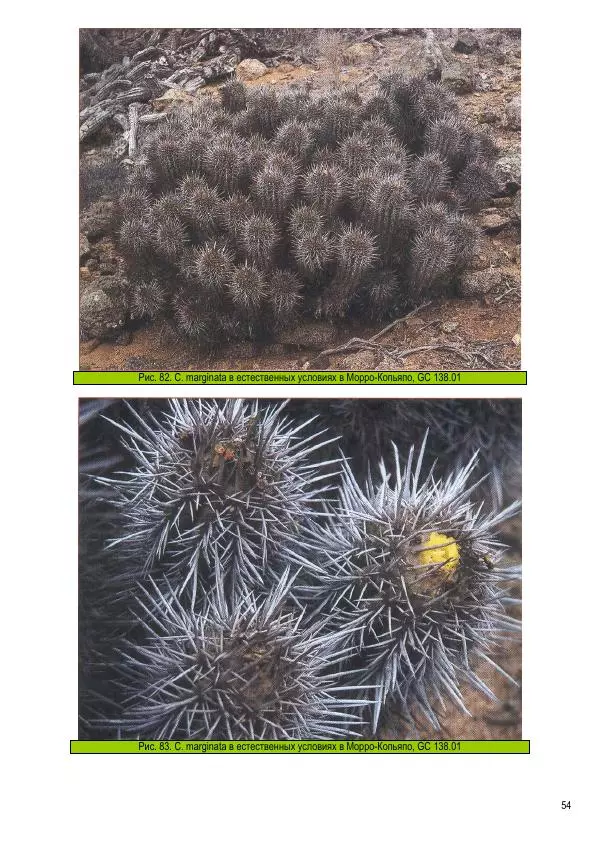 Грэм Чарльз - Копьяпоа — Copiapoa - Страница № 54 Грэм Чарльз - Копьяпоа — Copiapoa - Страница № 54