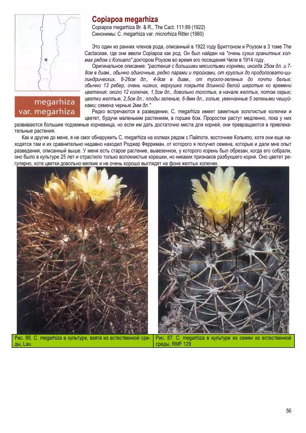 Грэм Чарльз - Копьяпоа — Copiapoa - Страница № 56 Грэм Чарльз - Копьяпоа — Copiapoa - Страница № 56