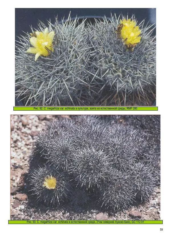 Грэм Чарльз - Копьяпоа — Copiapoa - Страница № 59 Грэм Чарльз - Копьяпоа — Copiapoa - Страница № 59