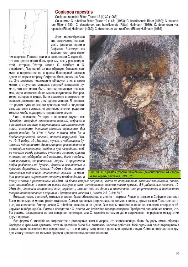 Грэм Чарльз - Копьяпоа — Copiapoa - Страница № 60 Грэм Чарльз - Копьяпоа — Copiapoa - Страница № 60