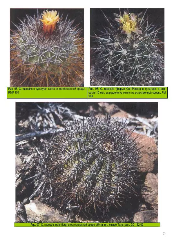 Грэм Чарльз - Копьяпоа — Copiapoa - Страница № 61 Грэм Чарльз - Копьяпоа — Copiapoa - Страница № 61