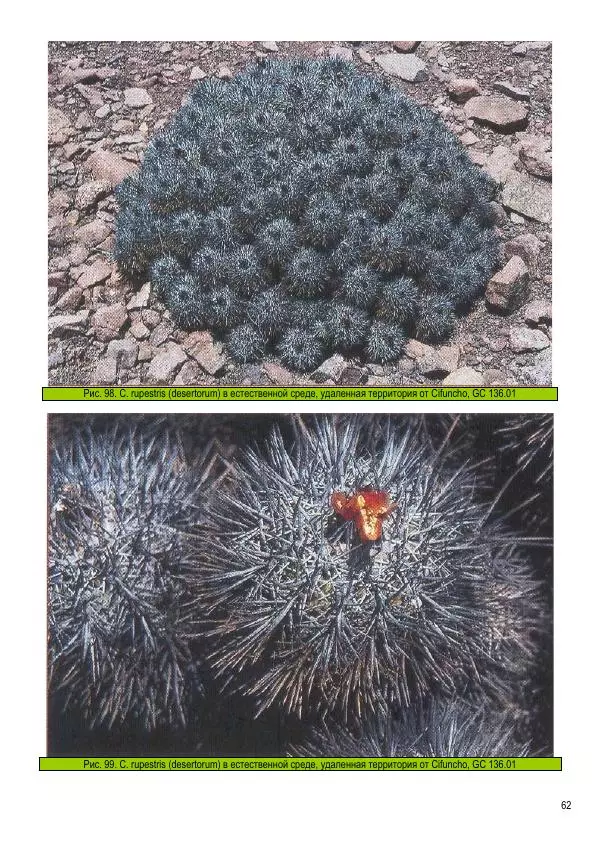 Грэм Чарльз - Копьяпоа — Copiapoa - Страница № 62 Грэм Чарльз - Копьяпоа — Copiapoa - Страница № 62