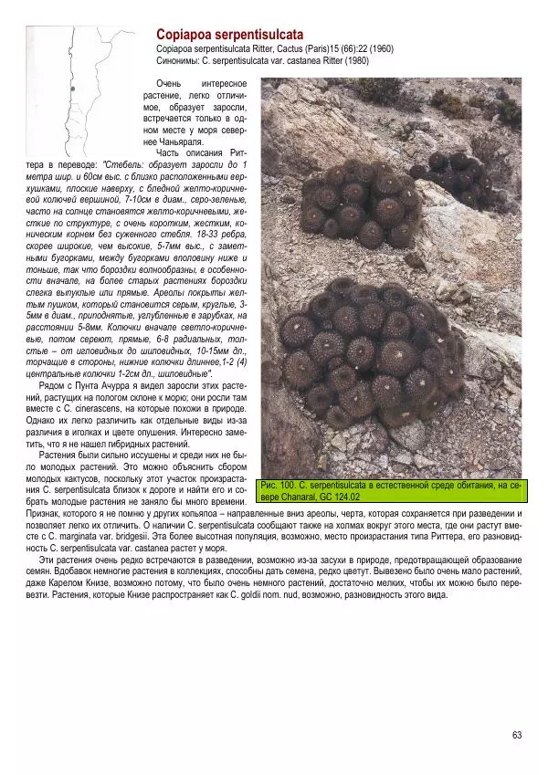 Грэм Чарльз - Копьяпоа — Copiapoa - Страница № 63 Грэм Чарльз - Копьяпоа — Copiapoa - Страница № 63