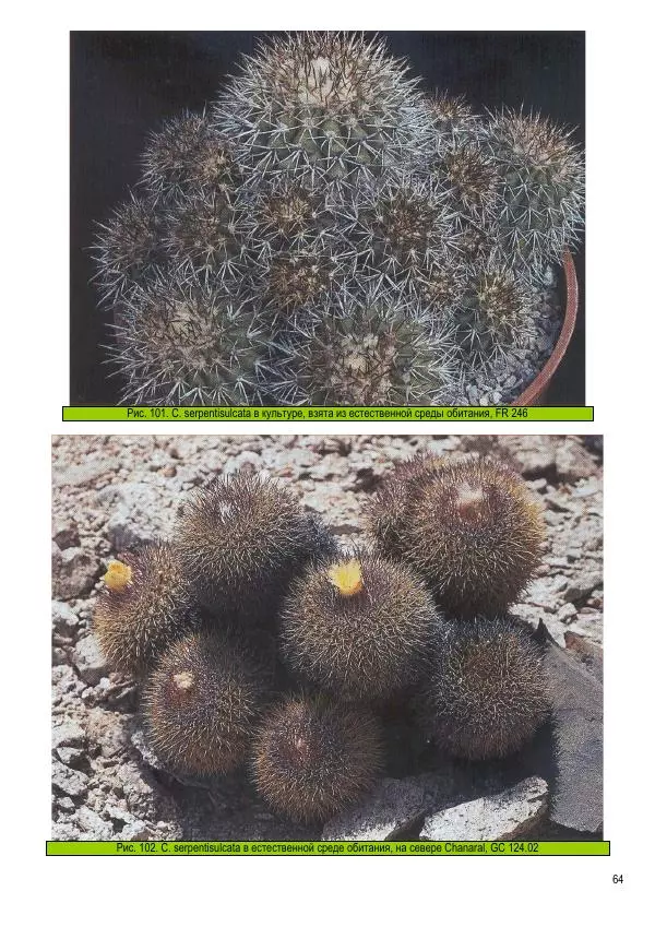 Грэм Чарльз - Копьяпоа — Copiapoa - Страница № 64 Грэм Чарльз - Копьяпоа — Copiapoa - Страница № 64