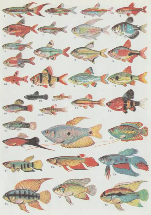 Ганс Фрей - Твой аквариум - Страница № 129