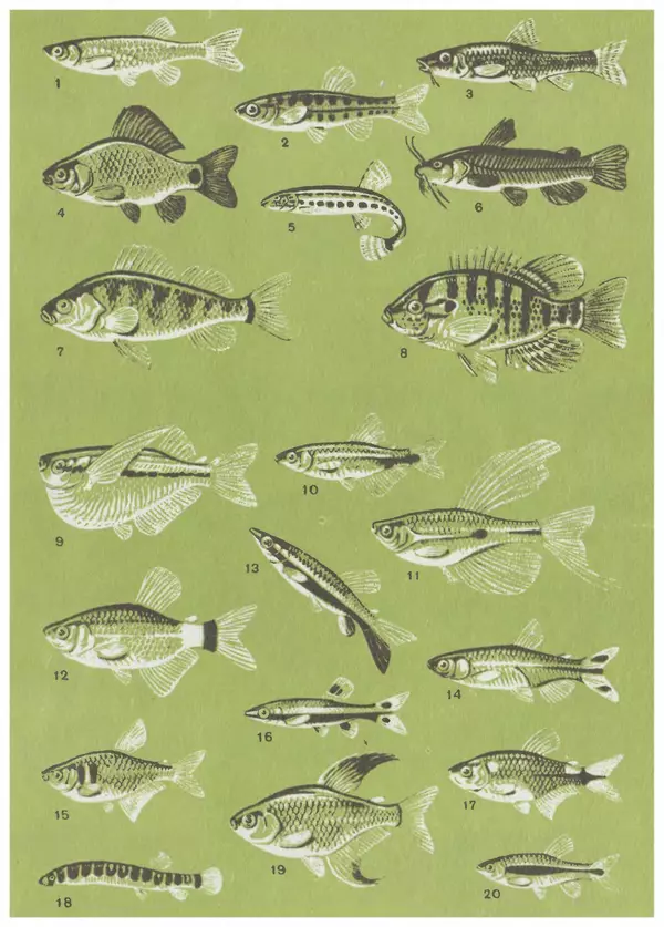 Ганс Фрей - Твой аквариум - Страница № 131