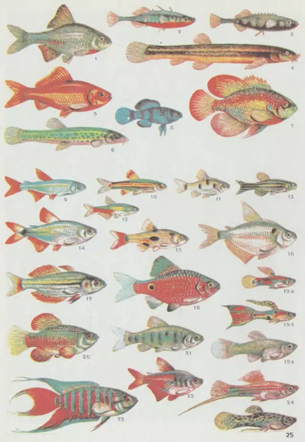 Ганс Фрей - Твой аквариум - Страница № 132