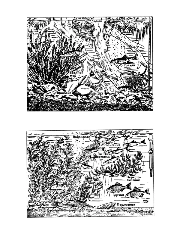 Ганс Фрей - Твой аквариум - Страница № 54