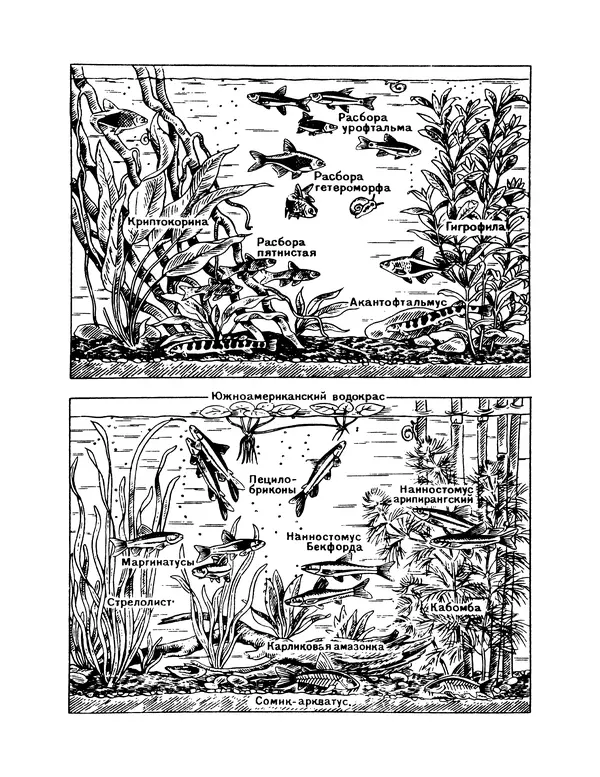 Ганс Фрей - Твой аквариум - Страница № 68