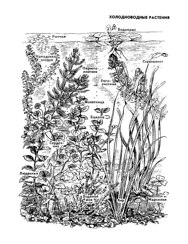 Ганс Фрей - Твой аквариум - Страница № 88