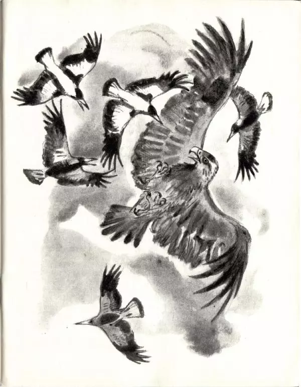 Колин Тиле - Остров одинокой сороки. Штормик и мистер Персиваль - Страница № 13