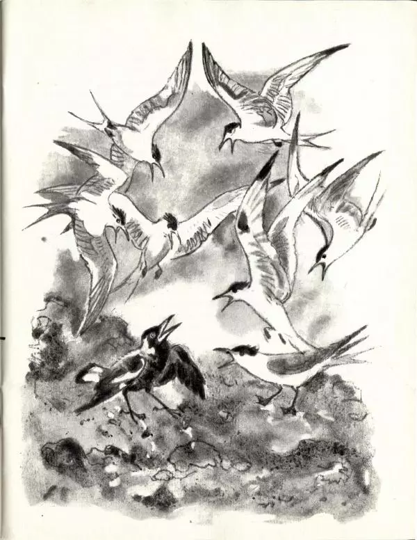 Колин Тиле - Остров одинокой сороки. Штормик и мистер Персиваль - Страница № 19