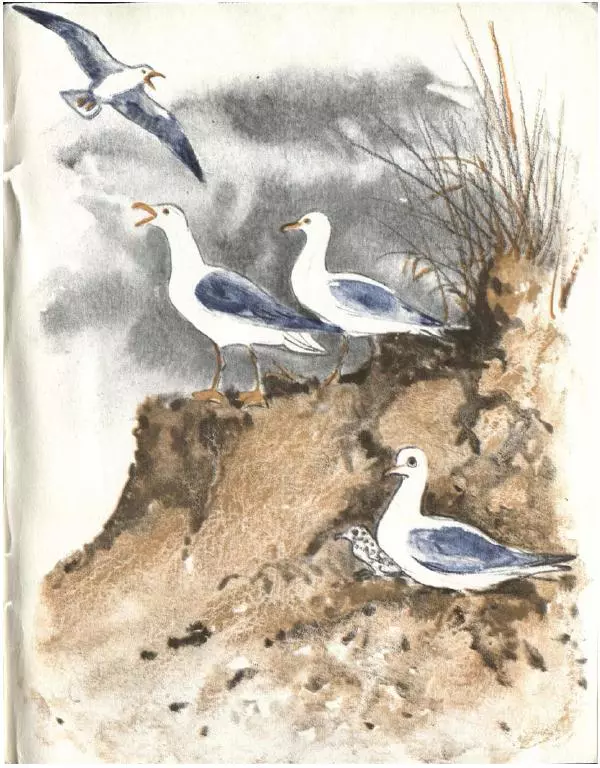 Колин Тиле - Остров одинокой сороки. Штормик и мистер Персиваль - Страница № 67