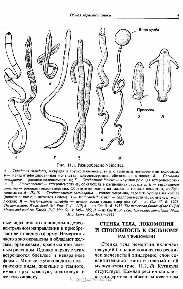 Эдвард Руперт -  Зоология беспозвоночных. В 4-х томах. Том 2. Низшие целомические животные - Страница № 10