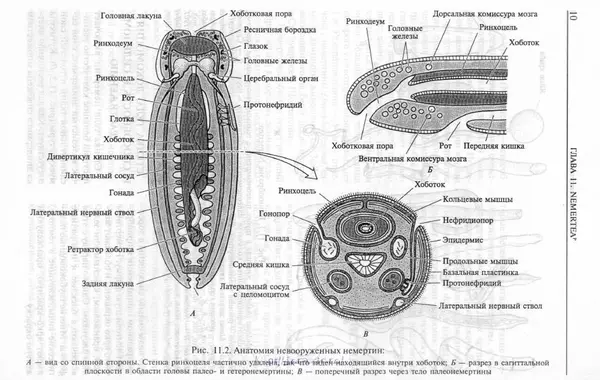 Эдвард Руперт -  Зоология беспозвоночных. В 4-х томах. Том 2. Низшие целомические животные - Страница № 11
