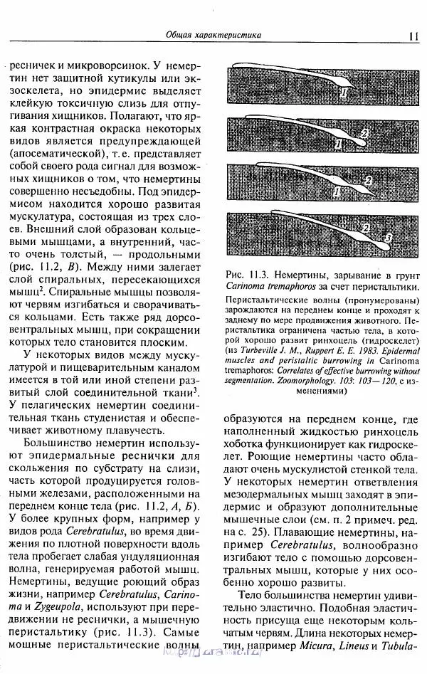 Эдвард Руперт -  Зоология беспозвоночных. В 4-х томах. Том 2. Низшие целомические животные - Страница № 12
