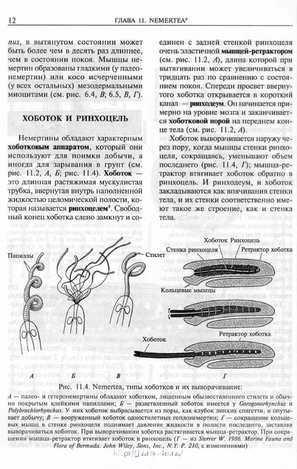 Эдвард Руперт -  Зоология беспозвоночных. В 4-х томах. Том 2. Низшие целомические животные - Страница № 13