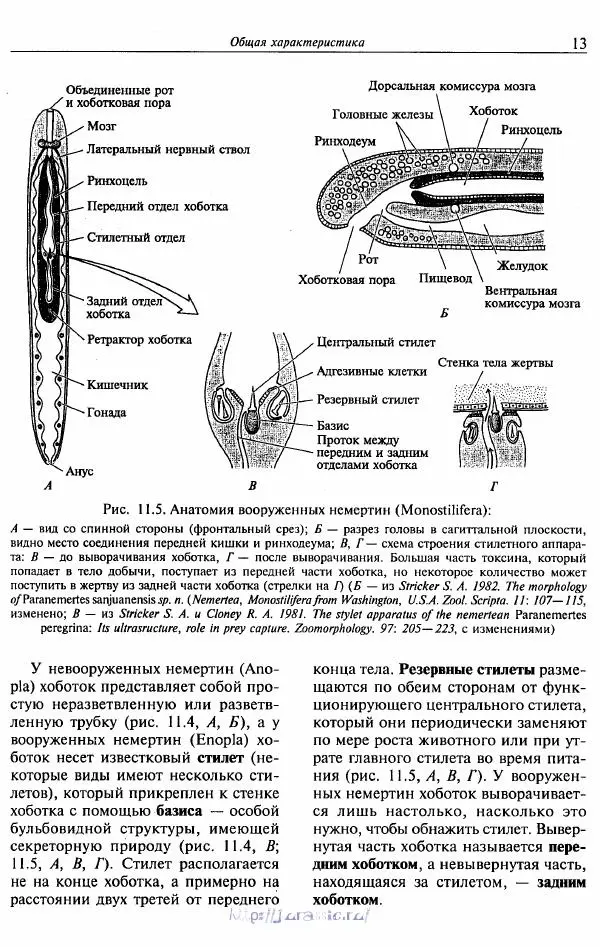 Эдвард Руперт -  Зоология беспозвоночных. В 4-х томах. Том 2. Низшие целомические животные - Страница № 14