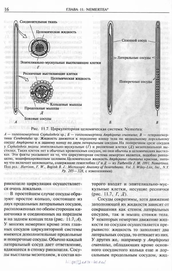 Эдвард Руперт -  Зоология беспозвоночных. В 4-х томах. Том 2. Низшие целомические животные - Страница № 17
