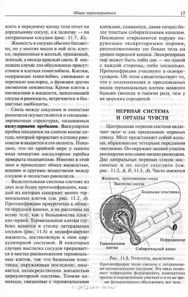 Эдвард Руперт -  Зоология беспозвоночных. В 4-х томах. Том 2. Низшие целомические животные - Страница № 18