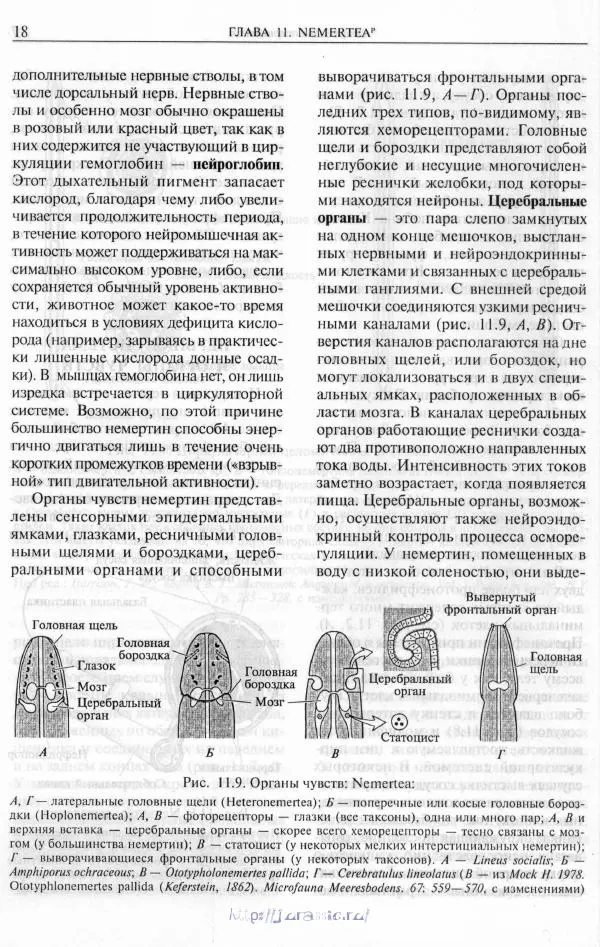 Эдвард Руперт -  Зоология беспозвоночных. В 4-х томах. Том 2. Низшие целомические животные - Страница № 19