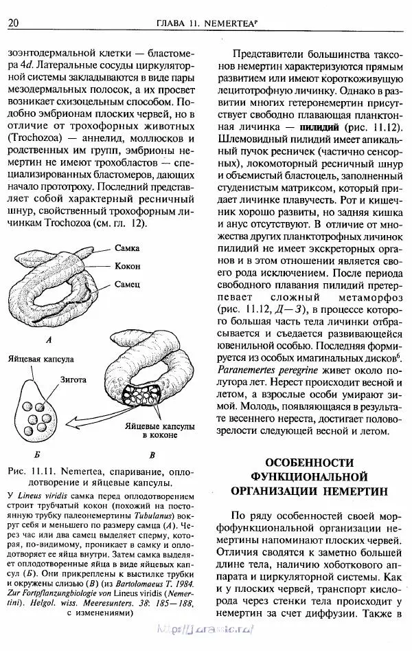 Эдвард Руперт -  Зоология беспозвоночных. В 4-х томах. Том 2. Низшие целомические животные - Страница № 21