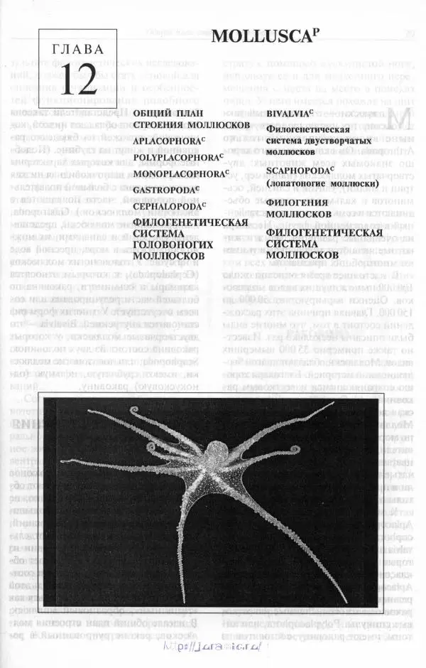 Эдвард Руперт -  Зоология беспозвоночных. В 4-х томах. Том 2. Низшие целомические животные - Страница № 28