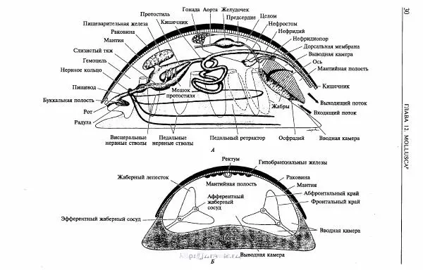 Эдвард Руперт -  Зоология беспозвоночных. В 4-х томах. Том 2. Низшие целомические животные - Страница № 31
