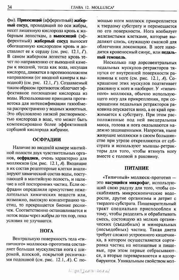 Эдвард Руперт -  Зоология беспозвоночных. В 4-х томах. Том 2. Низшие целомические животные - Страница № 35