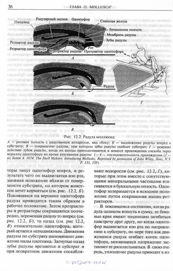 Эдвард Руперт -  Зоология беспозвоночных. В 4-х томах. Том 2. Низшие целомические животные - Страница № 37
