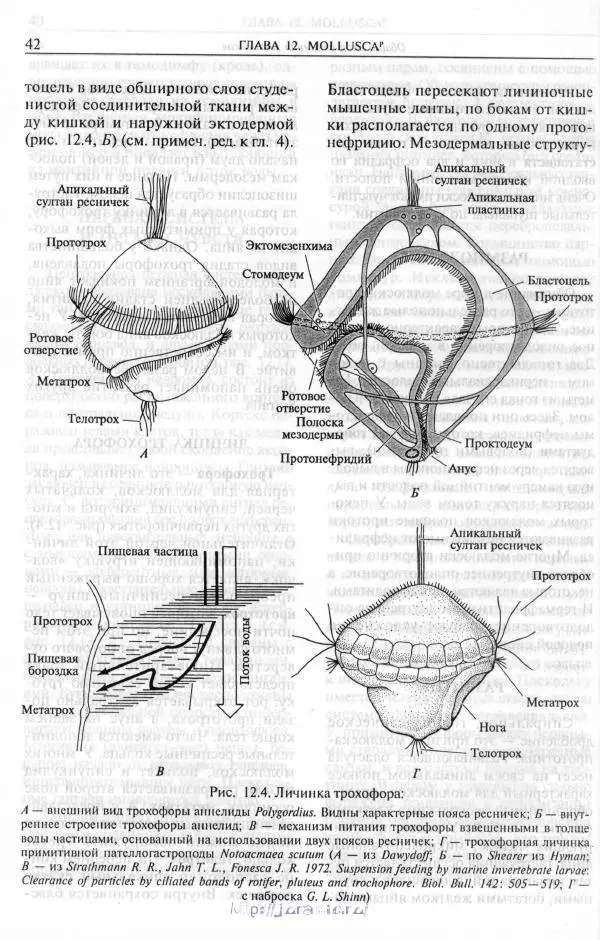 Эдвард Руперт -  Зоология беспозвоночных. В 4-х томах. Том 2. Низшие целомические животные - Страница № 43