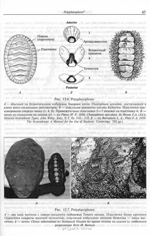 Эдвард Руперт -  Зоология беспозвоночных. В 4-х томах. Том 2. Низшие целомические животные - Страница № 48