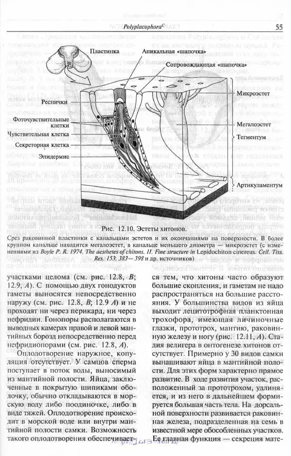 Эдвард Руперт -  Зоология беспозвоночных. В 4-х томах. Том 2. Низшие целомические животные - Страница № 56
