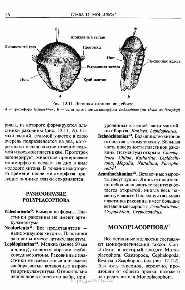 Эдвард Руперт -  Зоология беспозвоночных. В 4-х томах. Том 2. Низшие целомические животные - Страница № 57